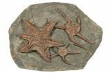 Fantastically Prepared Fossil Starfish & Brittle Stars #196770-1